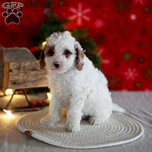 Tammy, Miniature Poodle Puppy